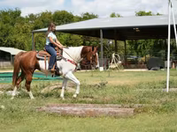 घोड़ा, American paint horse — फ़ोटो 7