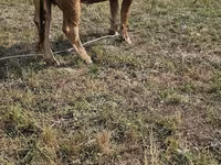 Vache, Race Alatauskaya — photo 6