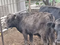 Toro, Aberdeen-Angus — foto 7