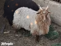 भेड़, Racka sheep — फ़ोटो 5