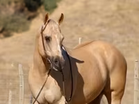 Hengst, Quarter Horse — Foto 7