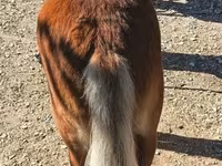 雄馬, Shetland Pony — 写真 3