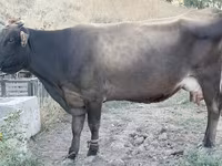 Cow, Cattle — photo 1