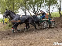Koń, Hungarian horse breed — zdjęcie 5