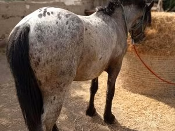 Cheval, Appaloosa