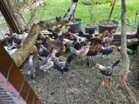 Holandský bantam — foto 8