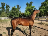 公马, Akhal-Teke — 照片 1