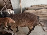 Ram, Blackheaded Persian sheep — photo 2