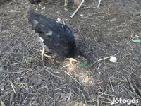 Chickens — foto 1