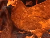 Chickens — 写真 8