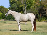 Stute, Skyros Pony — Foto 2