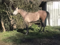 Horse (M), Arabian horse — photo 6