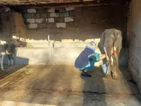 Krava, Latvian Blue cattle — foto 2