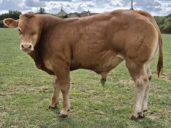Taureau, Vache limousine