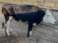 母牛, Red-spotted breed — 照片 2
