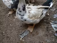 domácí kachna pižmová — foto 3