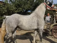 Jument, Andalusian horse — photo 2
