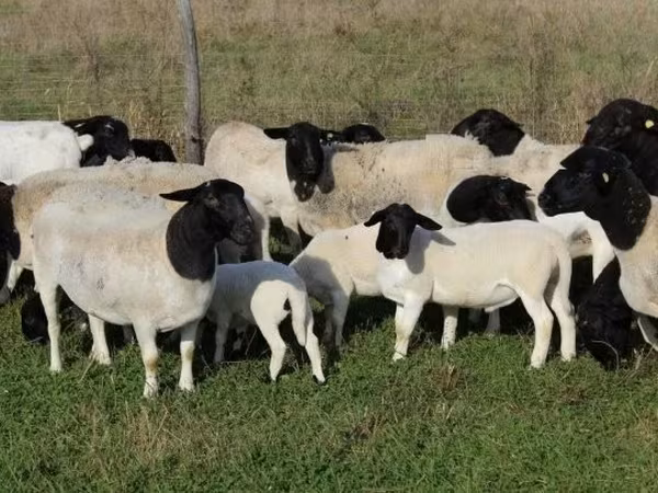 भेड़, Dorper sheep