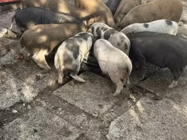 नर सूअर, Австралийская дикая