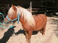 घोड़ा, Shetland Pony — फ़ोटो 2