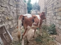 Vaca, Simmental cattle — foto 7