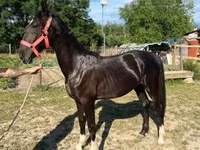 Jument, Dutch warmblood horse — photo 3