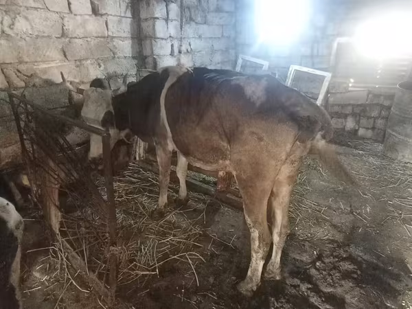 Vaca, Simmental cattle