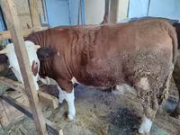 Vaca, Montbéliarde — foto 2