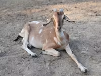 Goat, Nubian Goat — photo 2