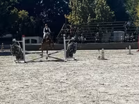 Ат, Ольденбург тукуму — сүрөт 3