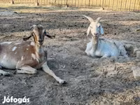 Chèvre, Nubian Goat — photo 5