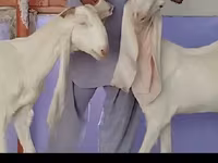 Cabra, Gulabi goats — foto 2