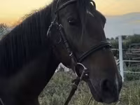 فرس, Nonius horse — الصورة 4