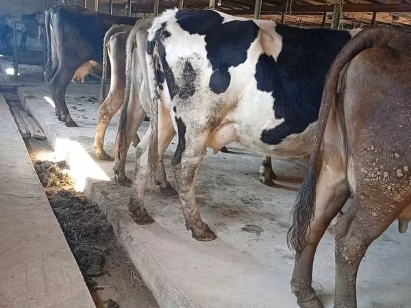 Krava, Swiss cattle