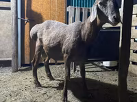 Widder, Rhon sheep — Foto 3