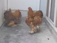 Pékin Bantam — photo 3
