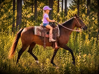 Jument, Quarter Horse — photo 4