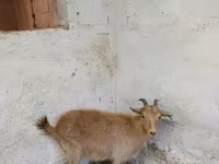 عنزة, Saanen goat — الصورة 3