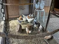 Holandský bantam — foto 1