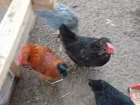 Danish hen — photo 8