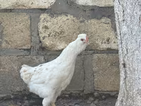 Ameraucana — Foto 6