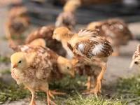 Rhode Island Red — foto 5