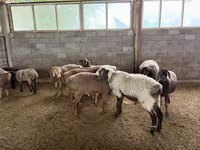 Bélier, Moutons — photo 8