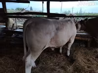 सांड, लिमोज़िन गाय — फ़ोटो 2