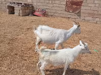 Chèvre, Toggenburg goat — photo 1