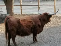 Vaca, Highland — foto 3
