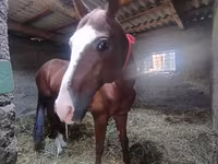 Caballo, Akhal-Teke — foto 4