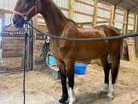 Jument, Dutch warmblood horse — photo 8