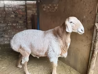 公羊, Arashan sheep — 照片 2
