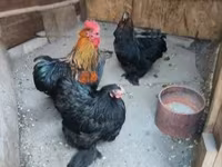 Chickens — الصورة 2